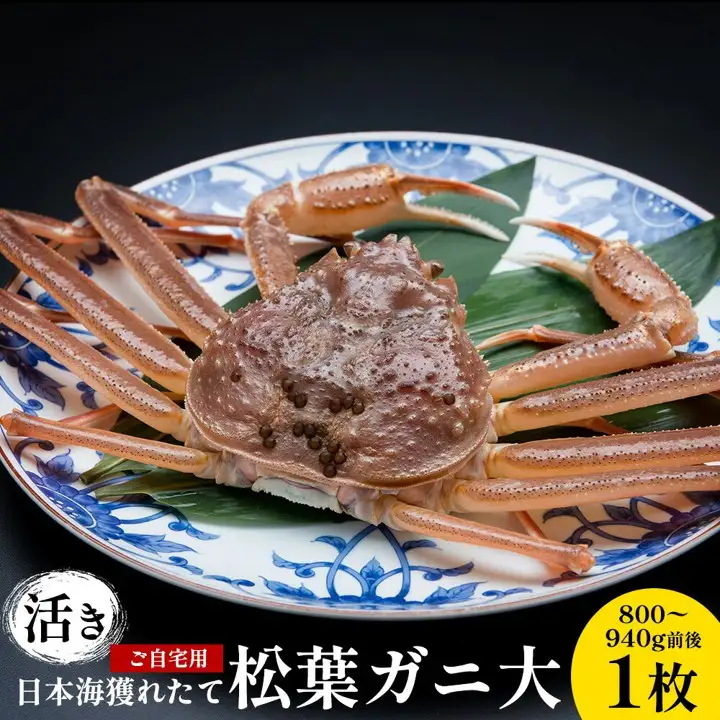 【活き】 訳あり  ご自宅用 日本海 獲れたて 松葉ガニ 大 800～940g前後 1枚 ※2026年11月上旬～2027年3月上旬頃に順次発送予定 松葉ガニ