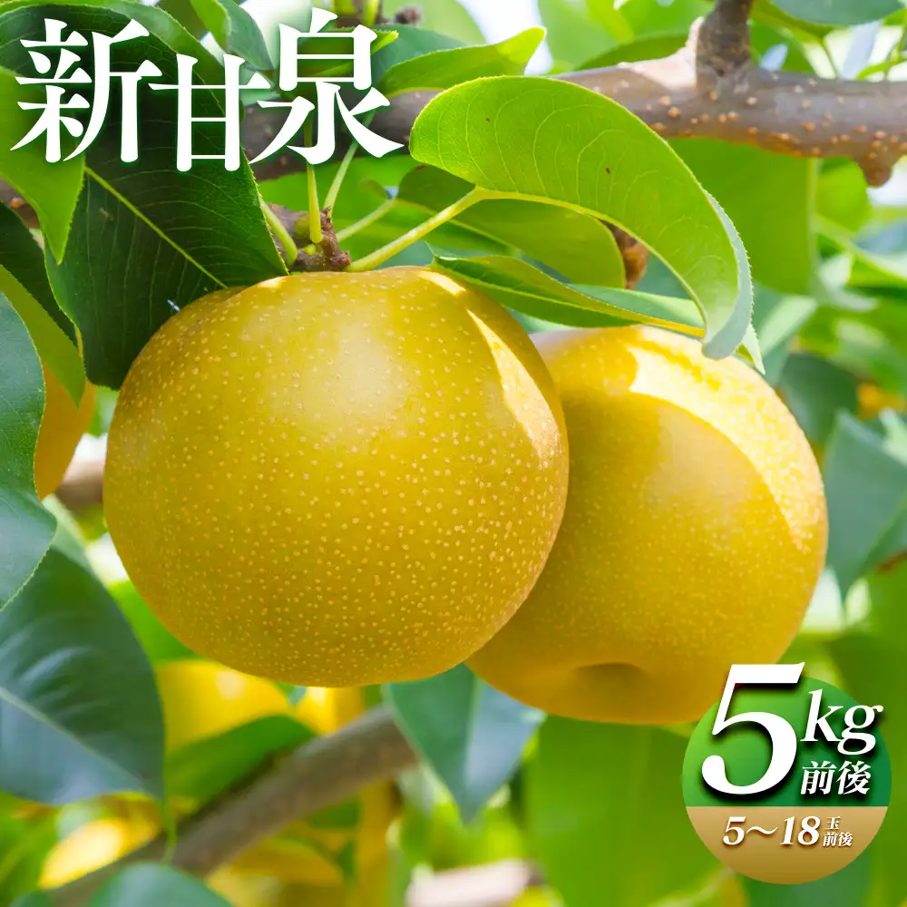 【先行予約】新甘泉 5kg前後（5～18玉前後）  ※8月中旬～9月中旬頃に順次発送予定 梨