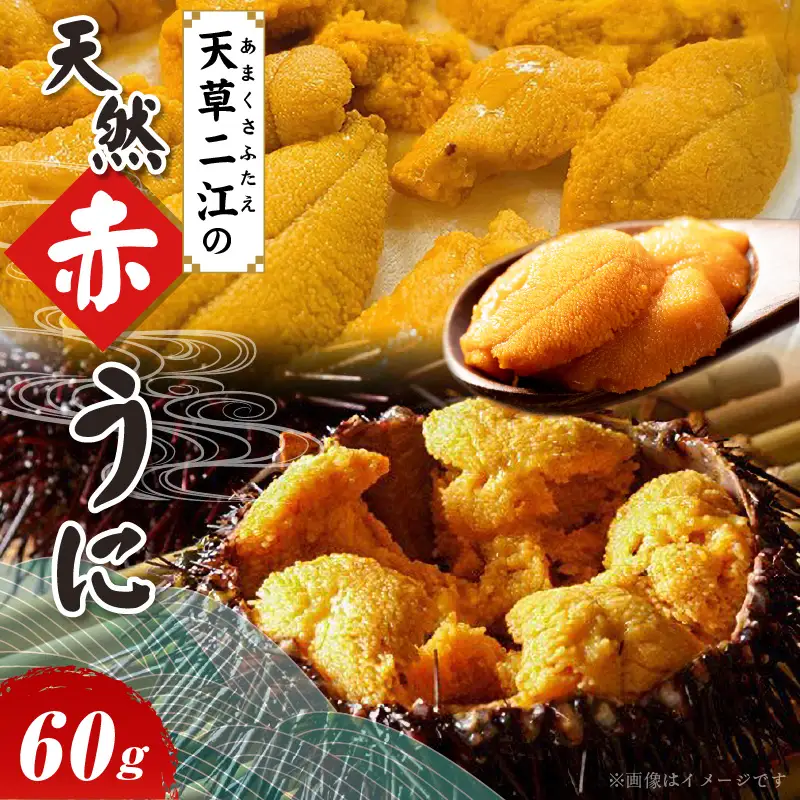 S157-004_天草二江の天然赤うに 60g 天草二江 天然 赤うに 美食家 北大路魯山人 認めた 幻 ウニ 殻 朱色 濃厚 甘み 特徴 九州外 滅多に出回らない 食べる ウニの概念 変わる 大粒 きれい 旨味 ご褒美 贈答用 お取り寄せ お取り寄せグルメ 熊本県 天草市 送料無料