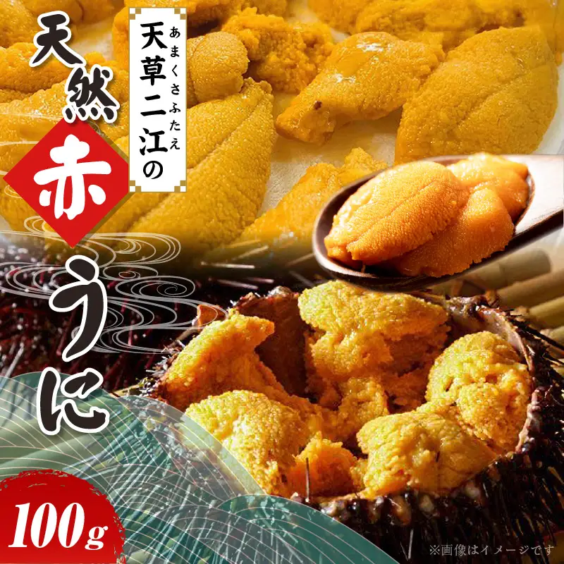 S157-006_天草二江の天然赤うに 100g 天草二江 天然 赤うに 美食家 北大路魯山人 認めた 幻 ウニ 殻 朱色 濃厚 甘み 特徴 九州外 滅多に出回らない 食べる ウニの概念 変わる 大粒 きれい 旨味 ご褒美 贈答用 お取り寄せ お取り寄せグルメ 熊本県 天草市 送料無料