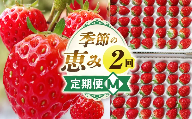 季節の恵み2回定期便M | 果物 フルーツ 青果 青果物 デザート スイーツ 果実 旬 季節 旬の果物 季節の果物 生鮮食品 生鮮 贈答 贈り物 ギフト プレゼント おすそ分け お祝い 内祝い ご褒美 人気 グルメ お取り寄せ 特産品 特産 国産 香川県 三木町 |_mk165-t013