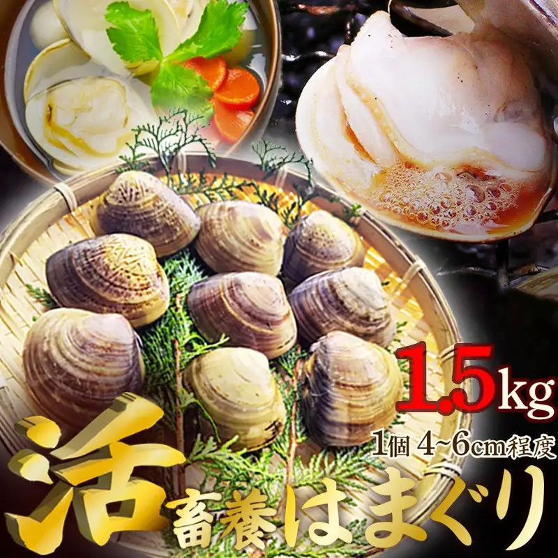 【はまぐり】畜養活蛤 1.5kg ハマグリ