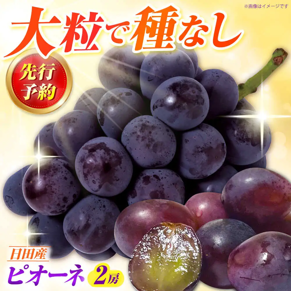 種なし ピオーネ 2房(計1.2～1.4kg) [AREW004] ピオーネ 黒ブドウ