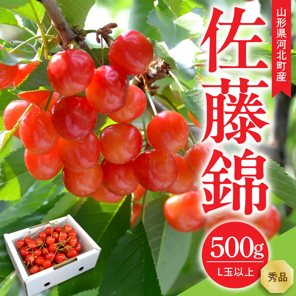 令和9年産 さくらんぼ 佐藤錦 秀品 500g さくらんぼ