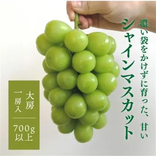 【きよとうファーム】【数量限定】大粒シャインマスカット厳選品1房 /700g以上(岡山県産)【配送不可地域：離島】【1553190】