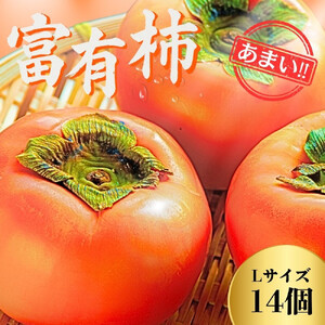 【先行予約】Farm m&aの富有柿 L×14個 秀品 岐阜県 大野町（2026年11月下旬～発送）農家直送 果物 フルーツ 秋の味覚 柿 かき 富有 ふゆう