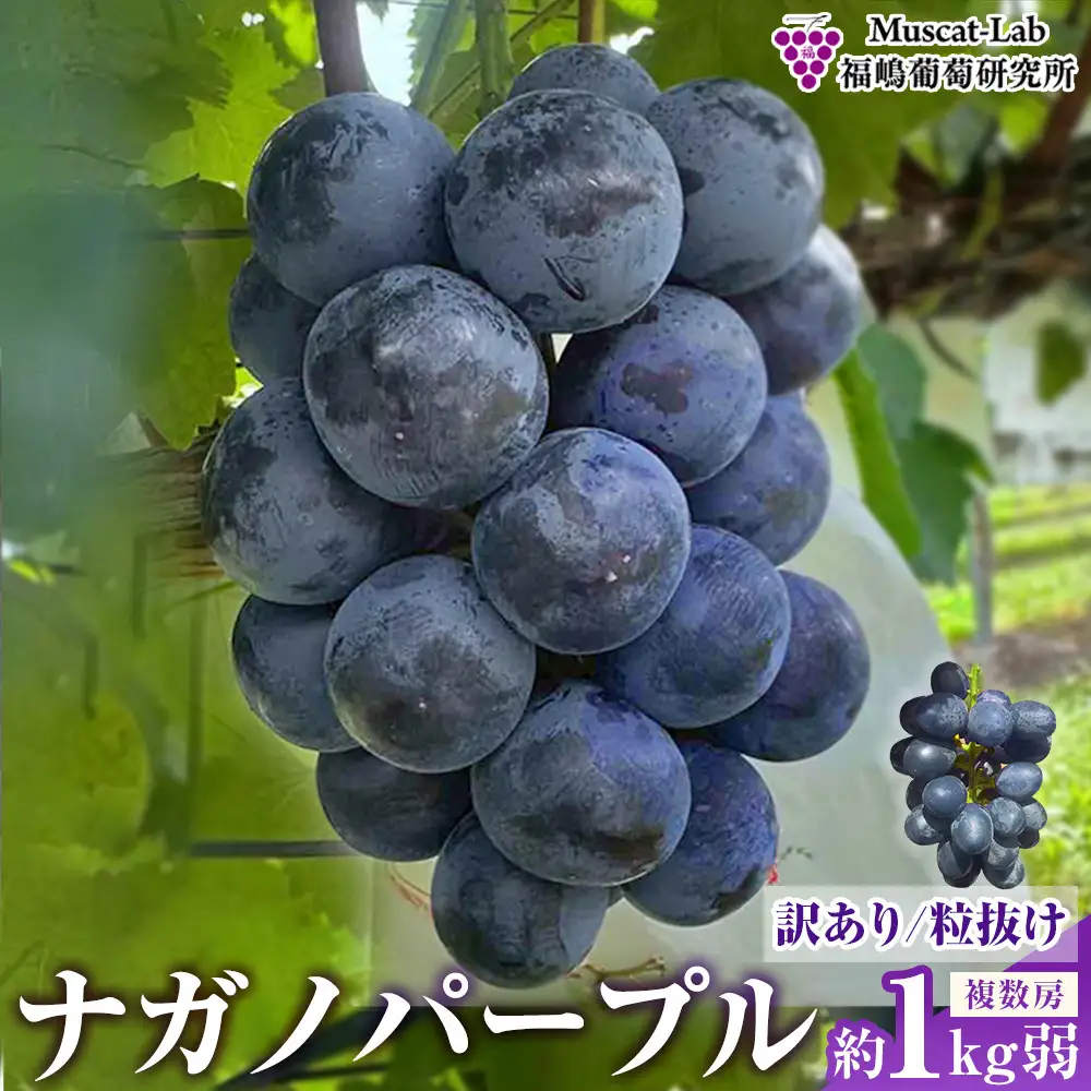 累計注文数1000件突破！【先行予約】2026 ナガノパープル 【訳あり粒