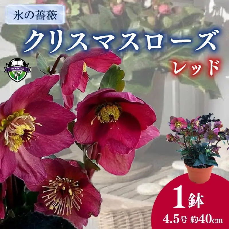 【 先行予約 ：2027年1月発送 】 花 クリスマス ローズ 4.5号 赤 オンライン決済限定