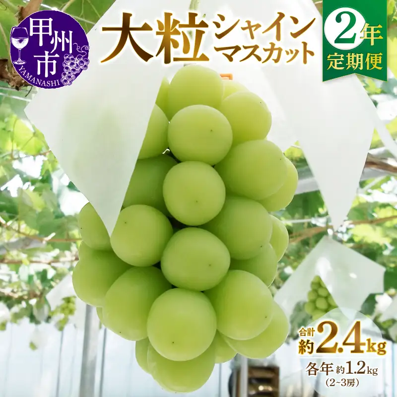 【定期便】甲州市産厳選大粒シャインマスカット約1.2kg 2年定期便【2025年・2026年発送】（MG）C2-495 【シャインマスカット 令和7年発送 令和8年発送 期間限定 フルーツ 果物 山梨県産 甲州市】 