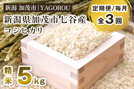 【令和8年産新米先行予約】【定期便3ヶ月毎月お届け】七谷産コシヒカリ 精米5kg《10月上旬～順次出荷》