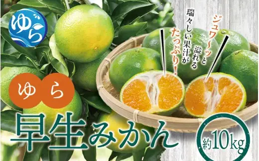ゆら早生みかん10kg ※2026年10月上旬頃～10月下旬頃に順次発送予定(お届け日指定不可) / 極早生 早生 由良町 和歌山県 柑橘 密柑 完熟 甘い ミカン 光センサー 柑橘 果実 くだもの フルーツ ブ 先行予約【jahd003-r-10】