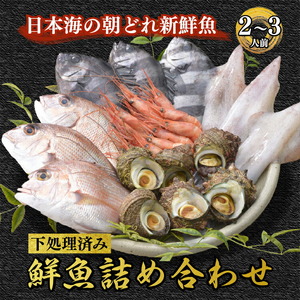 海鮮鮮魚詰め合わせセット 能登の朝どれ「いきいき七尾魚」（2～3人前） | 海鮮セット ※2026年1月中旬頃より順次発送予定