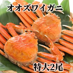 15-289 北海道産　特大ボイルオオズワイガニ姿　２尾　計1.5ｋｇ内外