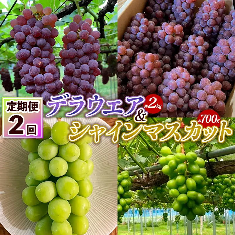 【定期便2回】デラウエア 約2kg 10房～16房＆シャインマスカット 約700g 1房 FY25-004