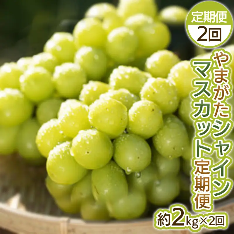 【定期便2回】やまがた シャインマスカット 秀品 約2kg×2回【令和8年産先行予約】FS25-698 くだもの 果物 フルーツ 山形 山形県 山形市 2026年産