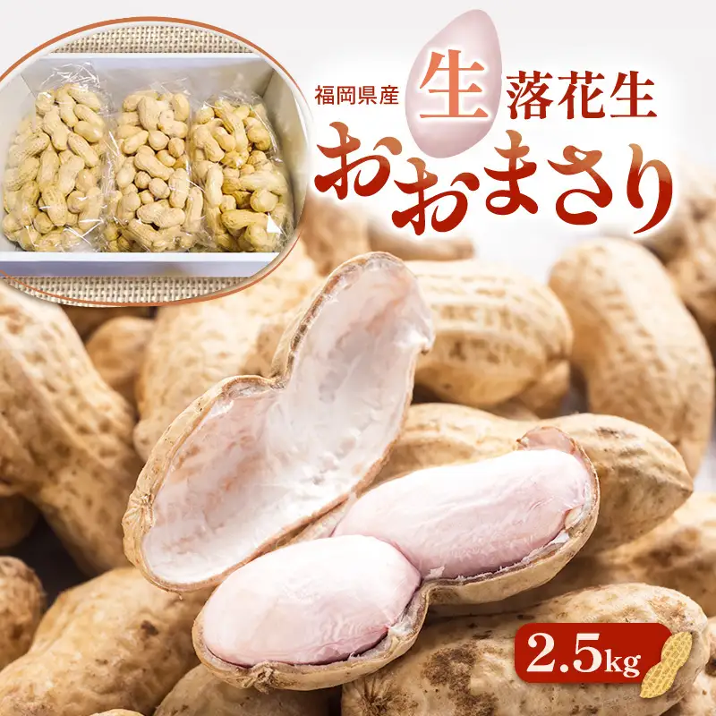 落花生 福岡県産 生落花生 おおまさり 2.5kg ※配送不可:離島