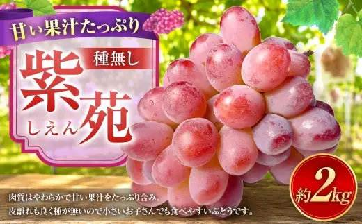 紫苑 2kg ぶどう 葡萄 フルーツ 果物 岡山県 岡山県産 2026年 先行予約 【2026年10月上旬-11月下旬発送予定】