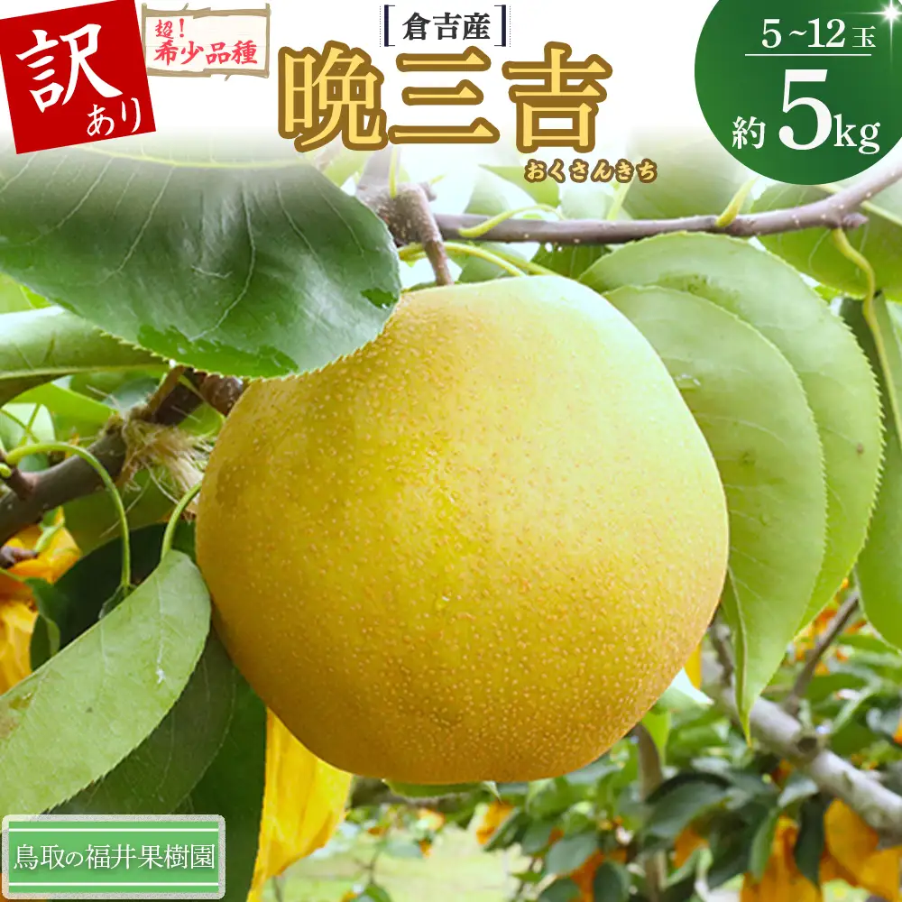 【訳あり】【期間限定】令和8年産 希少梨 晩三吉 5kg（5～12玉） 倉吉産 福井果樹園 梨 ブランド梨 冬梨 希少品種 果物 フルーツ 和梨 数量限定