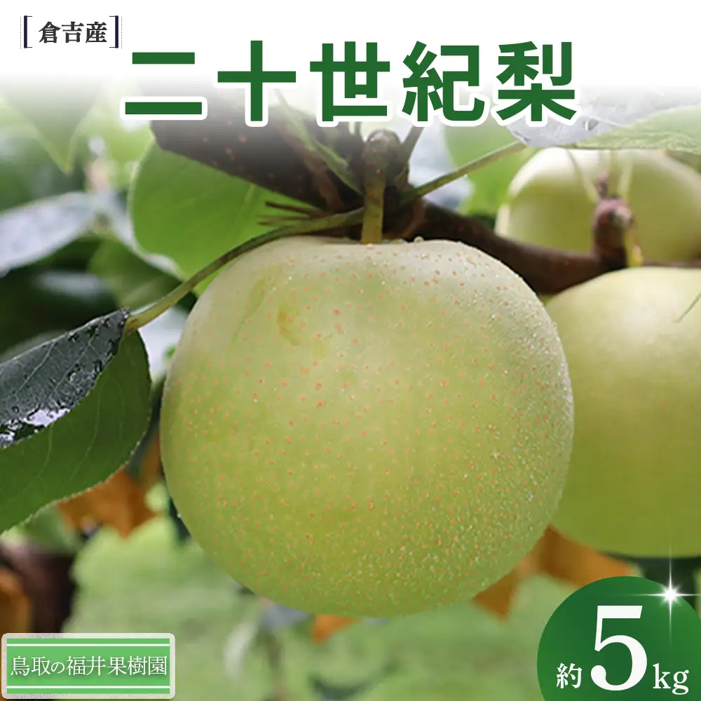 【期間限定】令和8年産 二十世紀梨 5kg（10～20玉） 倉吉産 福井果樹園 二十世紀梨 20世紀梨 梨 なし ナシ ブランド梨 果物 フルーツ 先行予約 和梨 数量限定