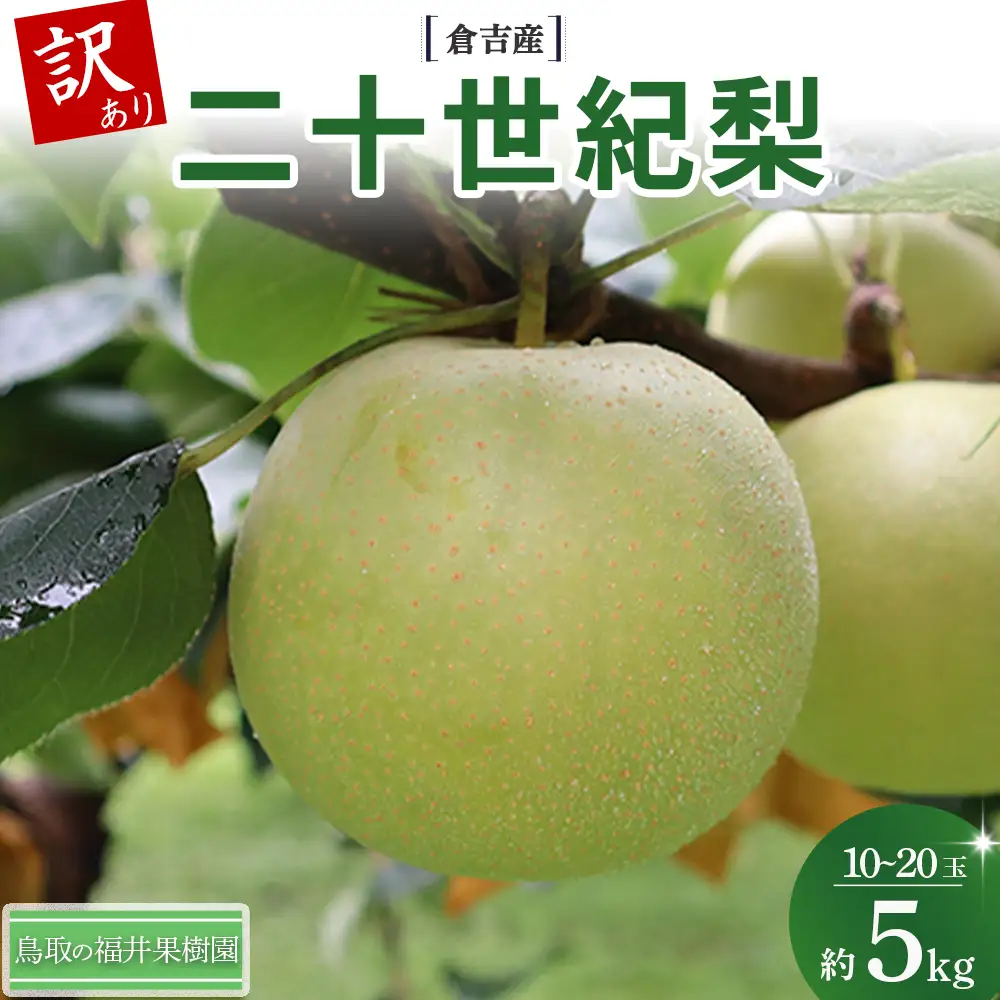 【訳あり】【期間限定】令和8年産 二十世紀梨 5kg（10～20玉） 倉吉産 福井果樹園 二十世紀梨 20世紀梨 梨 なし ナシ ブランド梨 果物 フルーツ 先行予約 和梨 数量限定