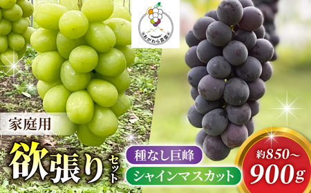 【2026年先行受付】家庭用欲張りセット！（シャインマスカット1～2房・種無し巨峰1～2房）約850～900g※2026年9月上旬以降発送予定【おがわら農園】