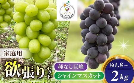 【2026年先行受付】家庭用欲張りセット！（シャインマスカット2～3房・種無し巨峰2～3房）約1.8～2kg※2026年9月上旬以降発送予定【おがわら農園】