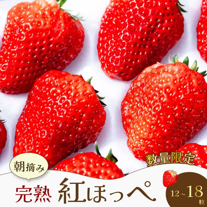 【先行受付・数量限定】朝摘み完熟☆紅ほっぺ いちご 果物 イチゴ  12～18個（400g～600g）  2027年1月頃発送予定　三原いちご園 苺 フルーツ  041001