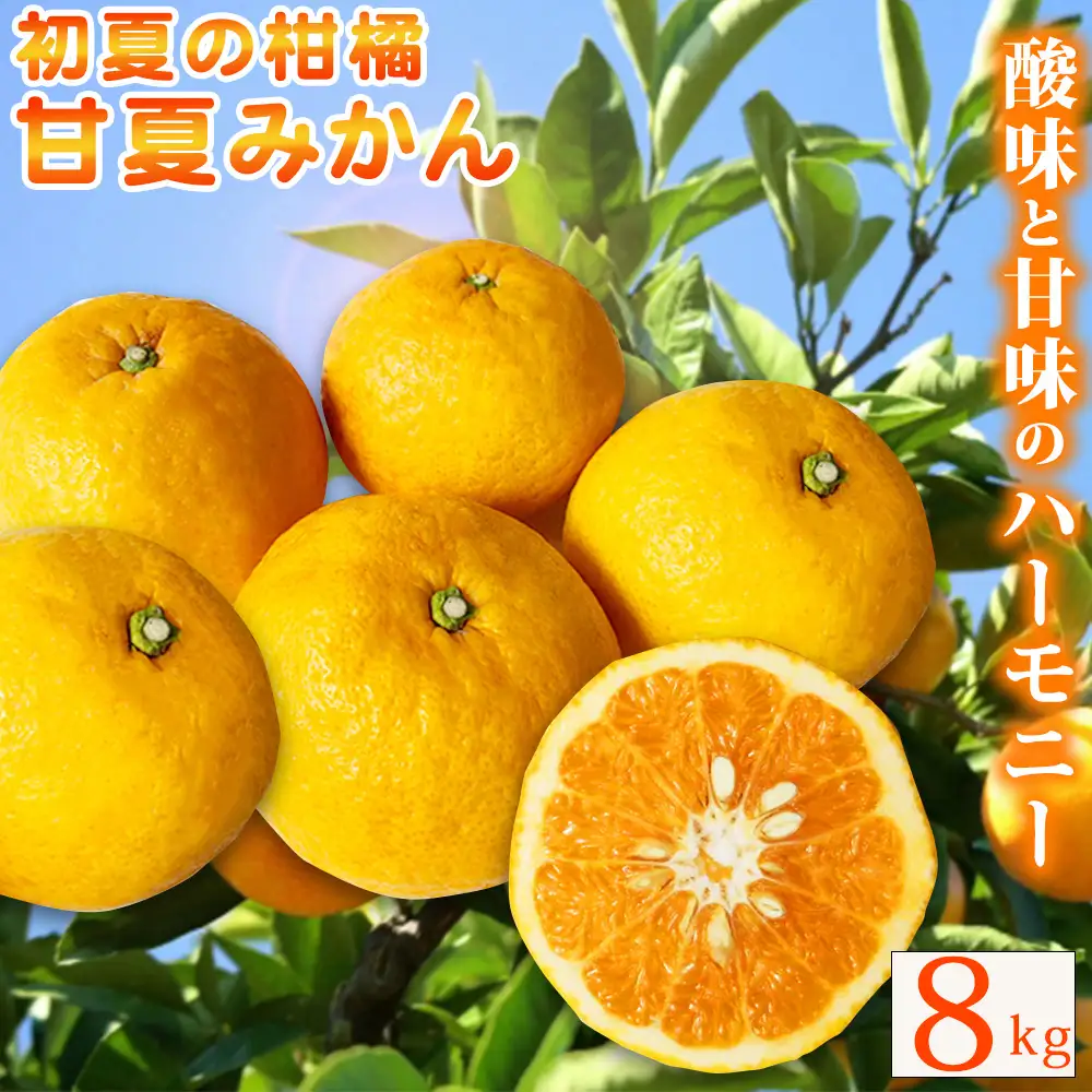 【ご家庭用訳あり】紀州有田産 すっきり爽やか 甘夏みかん 8kg  ※2027年3月中旬頃〜3月下旬頃に順次発送予定 / 甘夏 あまなつ みかん ミカン 蜜柑 温州みかん 柑橘 フルーツ 果物 くだもの 和歌山【uot847】