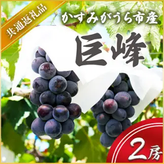 巨峰 2房 ＜2026年7月より順次発送予定＞ (県内共通返礼品:かすみがうら市産)  フルーツ 果物 くだもの ぶどう ブドウ 葡萄 新鮮 季節限定 旬 旬の果物 季節の果物 茨城
 (BR055)