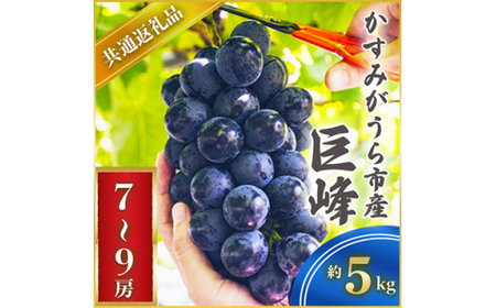巨峰 約5キロ 7～9房 ＜2026年7月より順次発送予定＞ (県内共通返礼品:かすみがうら市産)  フルーツ 果物 くだもの ぶどう ブドウ 葡萄 新鮮 季節限定 旬 旬の果物 季節の果物 茨城 (BR061)