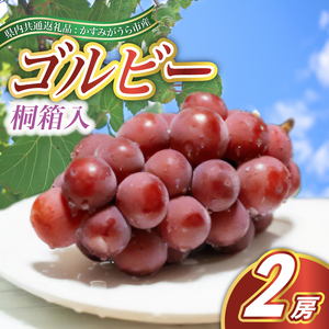 ゴルビー 桐箱入り 2房 ＜2026年9月より順次発送予定＞ (県内共通返礼品:かすみがうら市産)  フルーツ 果物 くだもの ぶどう ブドウ 葡萄 新鮮 季節限定 旬 旬の果物 季節の果物 茨城 (BR115)