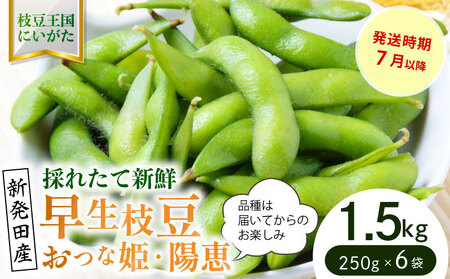 早生枝豆 1.5kg【 数量限定 早生 枝豆 おつな姫 陽惠 新潟県 先行予約 1.5kg 株式会社せいだ 新潟県 新発田市 seida019 】