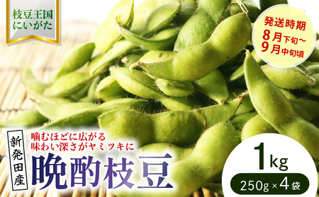 晩酌のお供におすすめ！ 晩酌茶豆 1kg 【 数量限定 1kg 晩酌茶豆 茶豆 枝豆 先行予約 新潟産 ビール 株式会社せいだ 新潟県 新発田市 seida022 】