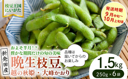貴重な枝豆！ 晩生（おくて）枝豆 1.5kg 【 数量限定 1.5kg 枝豆 茶豆 新潟産 つまみ 晩生 株式会社せいだ 新潟県 新発田市 seida025 】