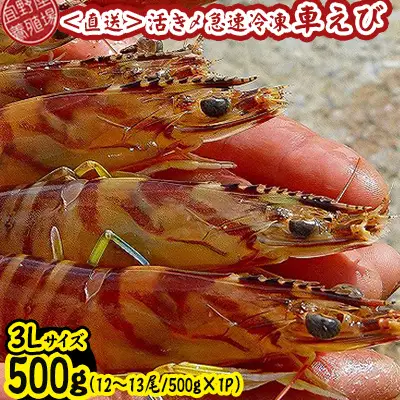 車海老 活き〆急速冷凍車海老 3Lサイズ 約500g
