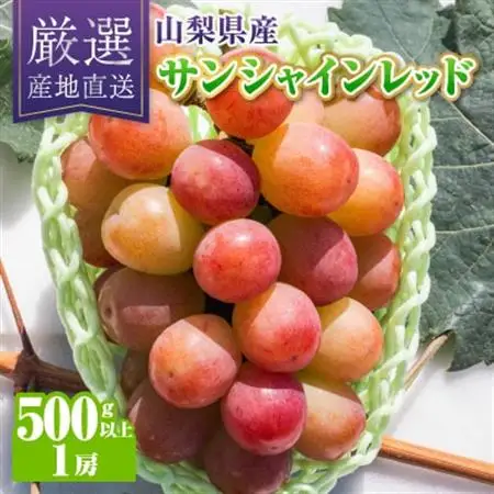 【2026年発送】サンシャインレッド1房(500g以上)【配送不可地域：離島】【1613539】