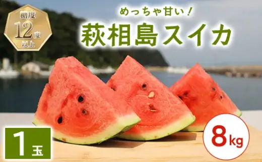スイカ 約8kg 萩・夏の銘品 相島 西瓜 秀品 大玉すいか フルーツ 果物 果物類 贈答品 ギフト