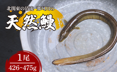 うなぎ 天然鰻 北関東の清流「那珂川産」 1尾 426～475g 真空冷凍 | うなぎ 鰻 栃木県 茂木町