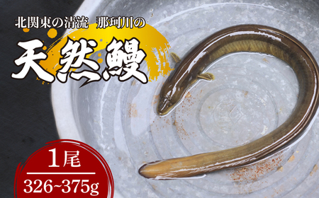うなぎ 天然鰻 北関東の清流「那珂川産」 真空冷凍 1尾 326～375g | うなぎ 鰻 栃木県 茂木町