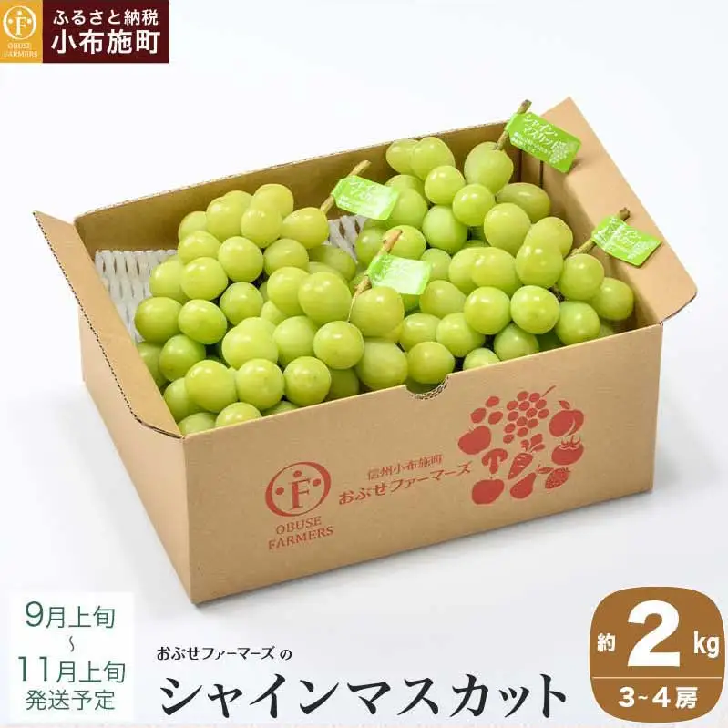シャインマスカット 約2kg 3～4房 ［おぶせファーマーズ］ 果物 フルーツ ぶどう 葡萄 数量限定 先行予約 長野 信州 令和8年産 【2026年9月上旬～11月上旬発送】[FB-21]