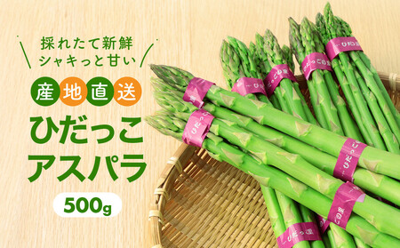 【2026年発送・先行受付】ひだっこアスパラガス 500g |  産地直送 春 夏野菜 採れたて アスパラガス 飛騨高山 CM007