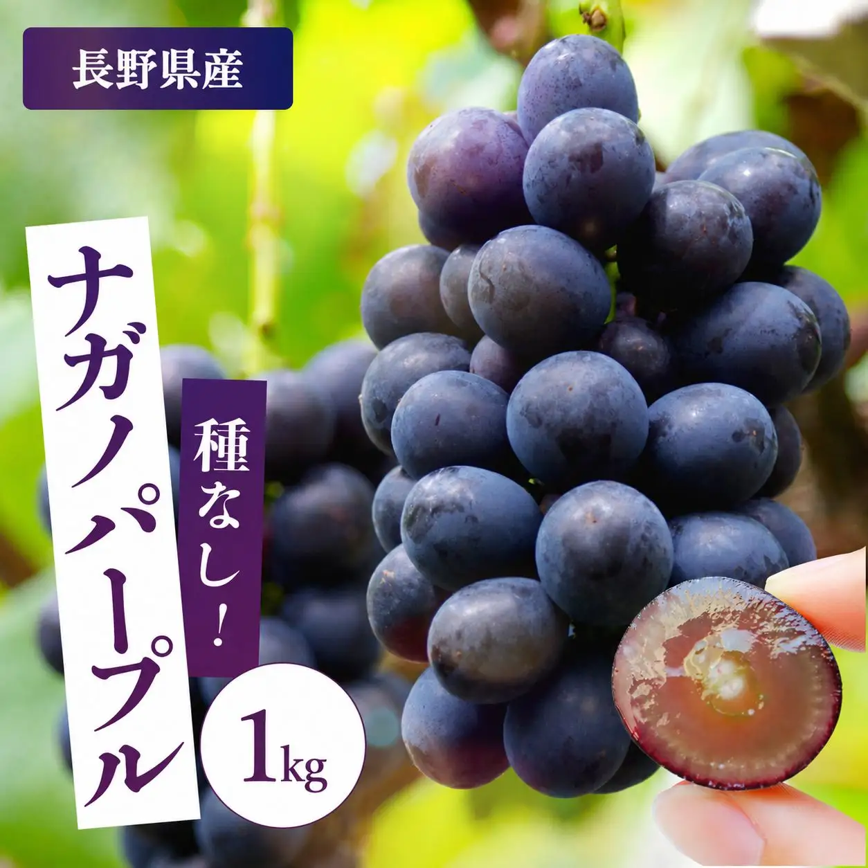 皮ごと OK! 長野県産 種なし ナガノパープル 約1kg 秀品 〈2026年8月下旬～10月上旬発送〉| 長野県 飯田市