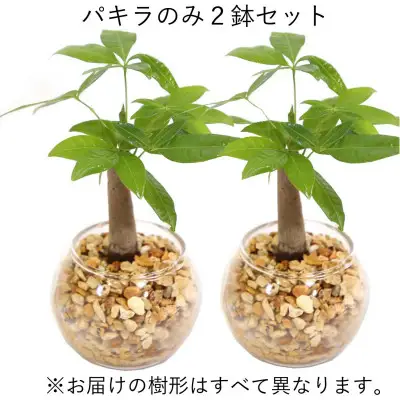 【観葉植物】土を使わないで清潔なミニ観葉植物 ゼオライト植え・ガラス鉢 丸形 2鉢セット（パキラ）【観葉植物 インテリア 部屋 おしゃれ 福岡県 筑前町 送料無料 AG048VC01】