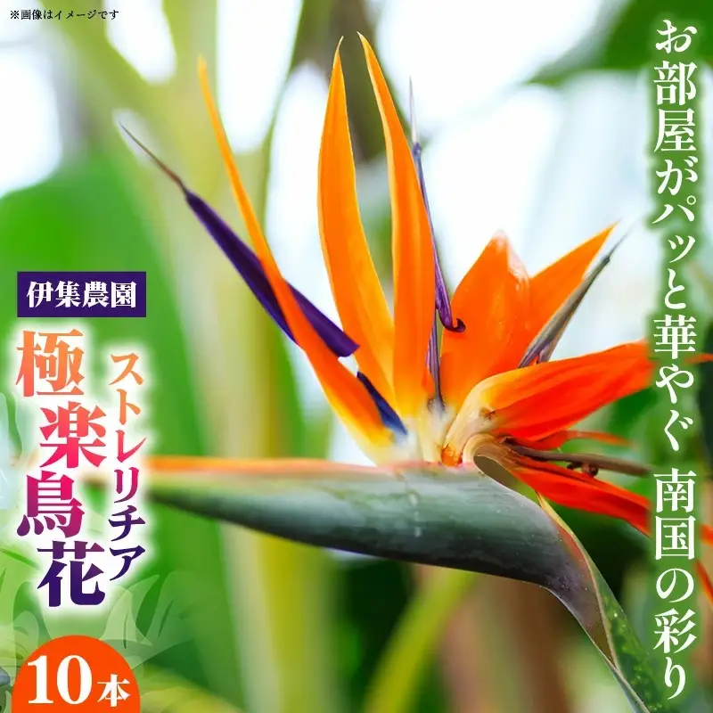 伊集農園がお届けする 極楽鳥花（ストレリチア）（約10本入り）- 産地直送 沖縄県産 生花 エキゾチック 贈り物 花 フラワー 新鮮 インテリア 沖縄県 八重瀬町