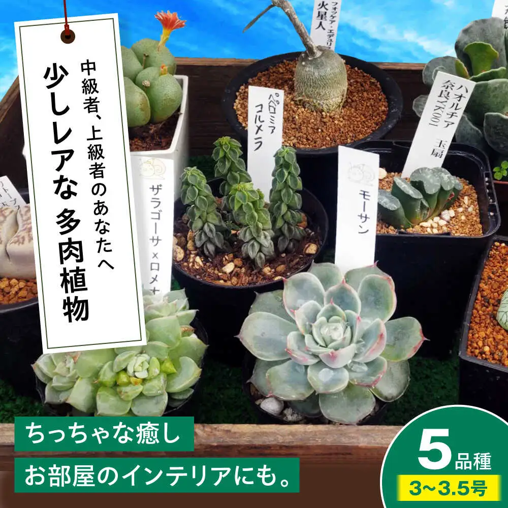 観葉植物 希少5鉢セット[APCJ003]観葉植物 