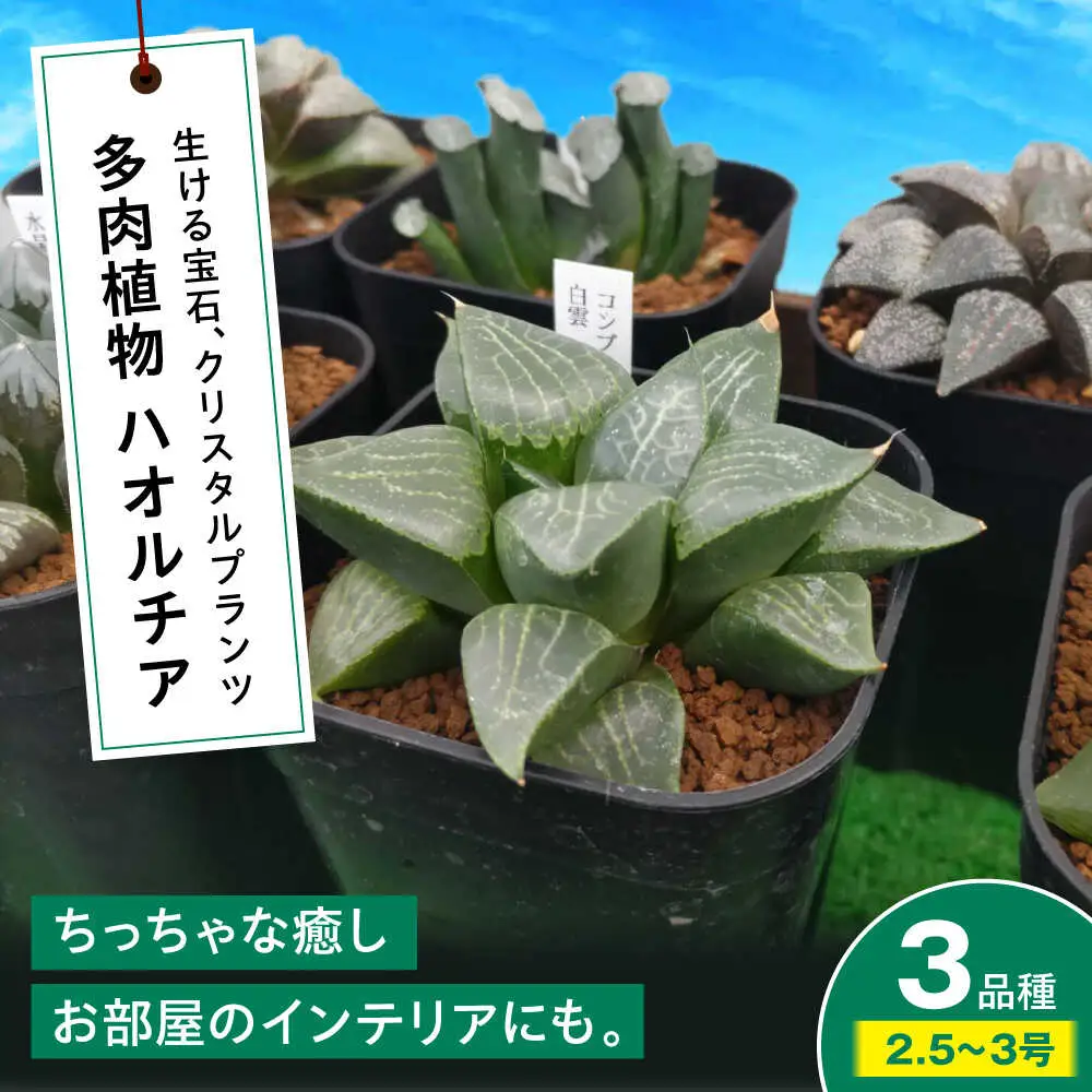 観葉植物 ハオルチア 3鉢[APCJ006]観葉植物 