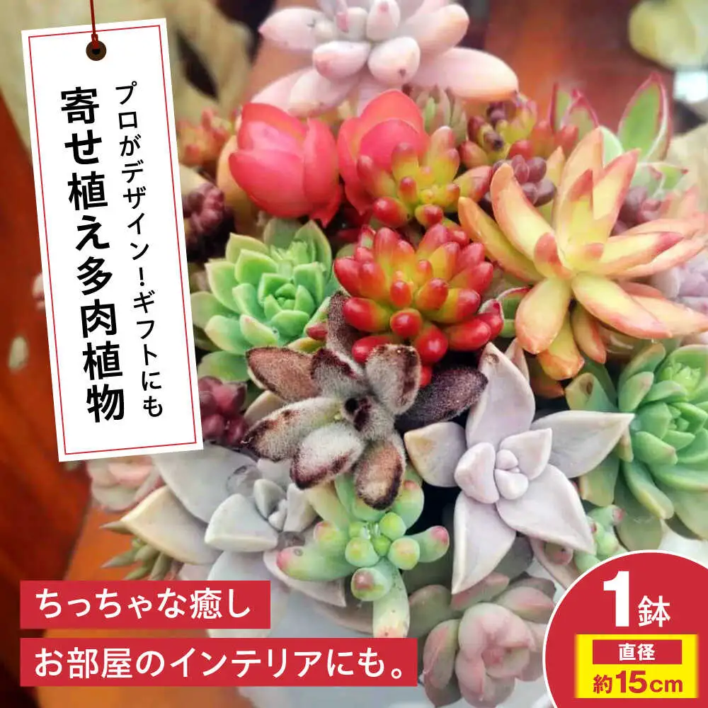 観葉植物 オリジナル寄せ植え[APCJ005]観葉植物 