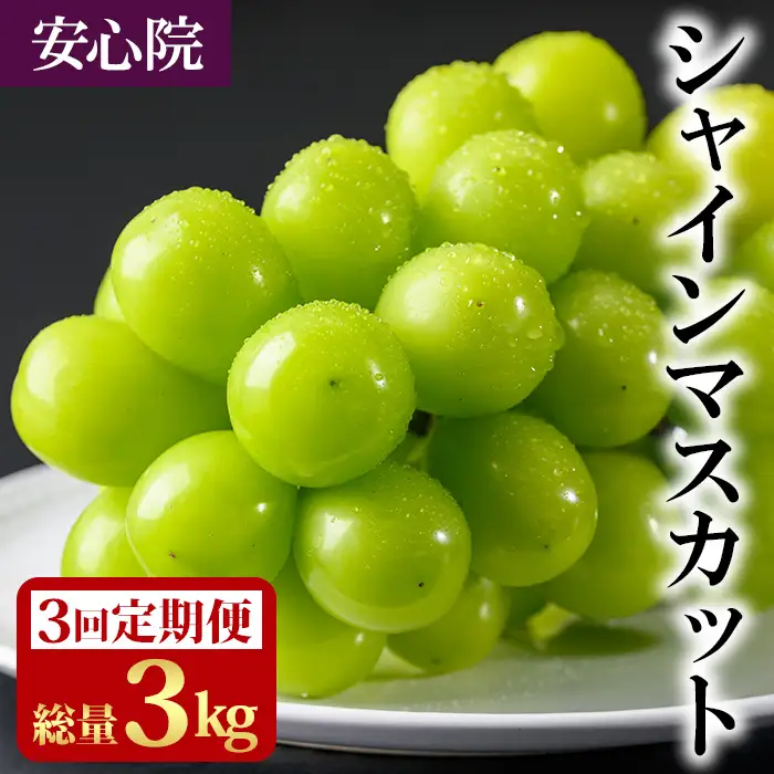 ＜定期便・全3回(連続)＞シャインマスカット(総量3kg・1kg×3回)フルーツ 果物 葡萄 ぶどう 安心院 人気 ランキング＜先行予約受付中！2026年8月下旬より順次発送予定＞＜北海道 沖縄 離島配送不可＞【206300100】【大分県農業協同組合 北部エリア】