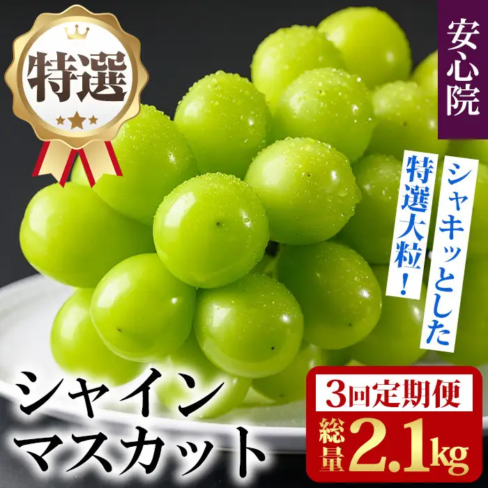 ＜定期便・全3回(連続)＞特選シャインマスカット(総量2.1kg・約700g×3回)シャインマスカット ぶどう 葡萄 フルーツ 果物 くだもの 果実 特選＜先行予約受付中！2026年8月下旬より順次発送予定＞＜北海道、沖縄、離島配送不可＞【206300200】【大分県農業協同組合　北部エリア】
