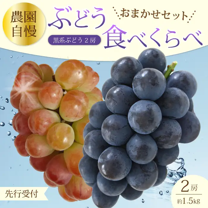 【先行受付】農園おまかせぶどうセット2房(約1.5kg)2026年9月下旬発送予定 果物 くだもの フルーツ ブドウ 葡萄 202007